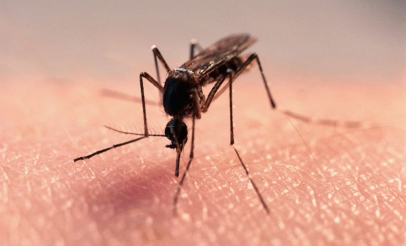 Sivrisineklerden kurtulmanın yolları nelerdir?