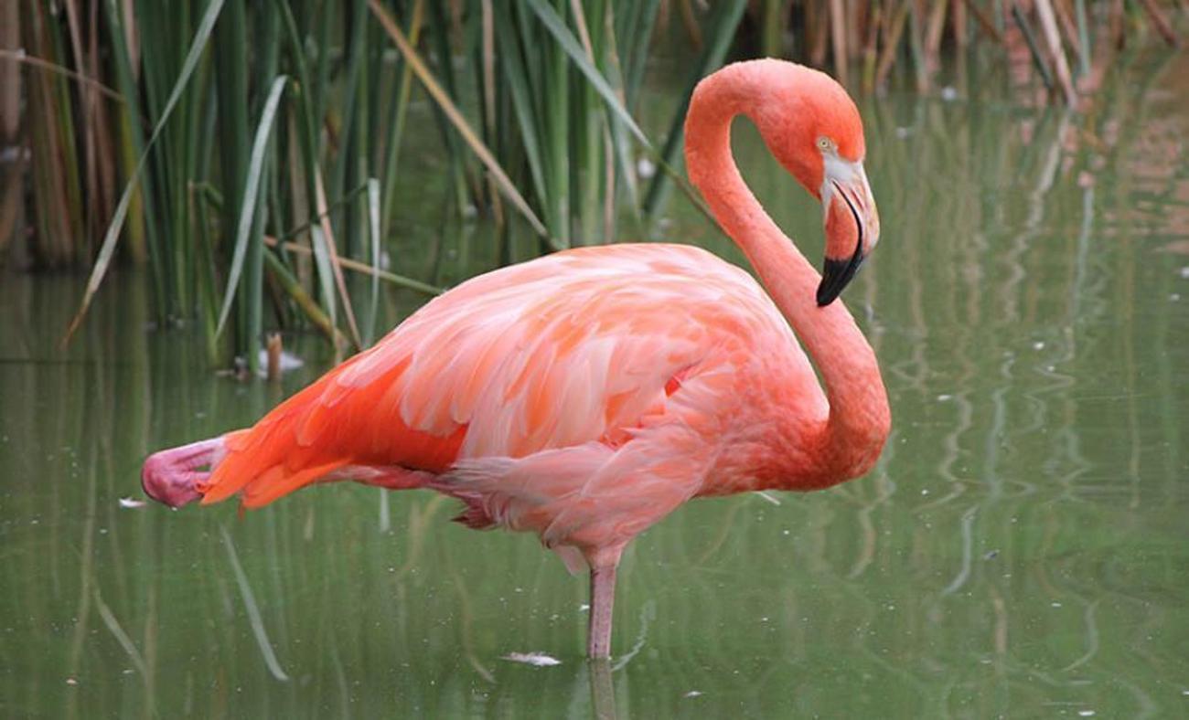 Adana 'Pembe Flamingoların' yuvası oldu!