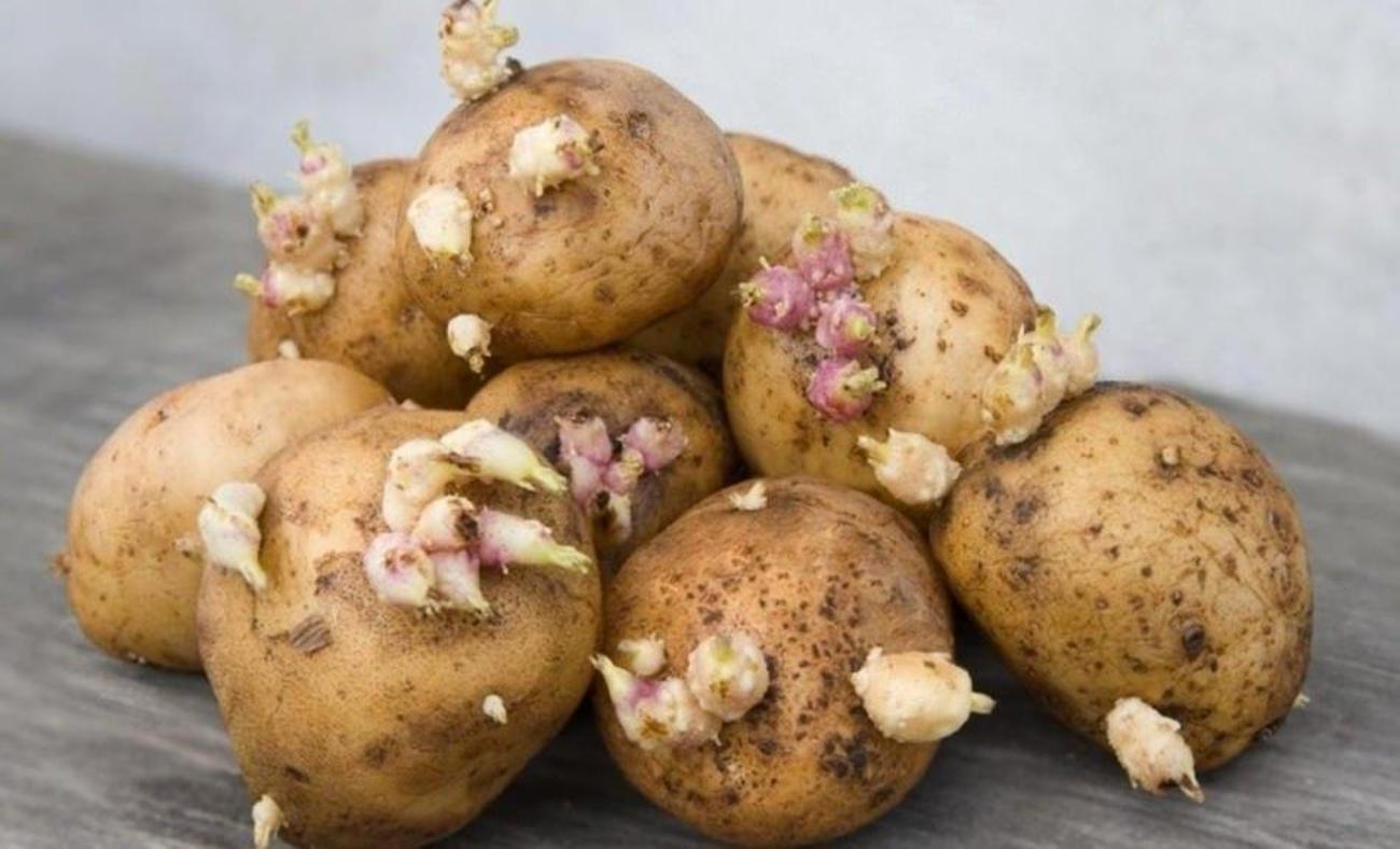 Patatesin faydaları nelerdir? Filizlenen patatese dikkat!