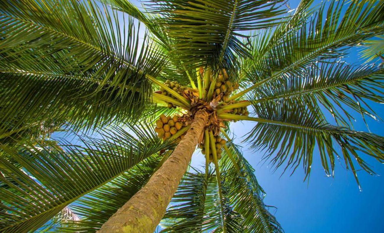 Palmiye ağacı nedir? Palmiye ağacı özellikleri nelerdir, nasıl yetiştirilir