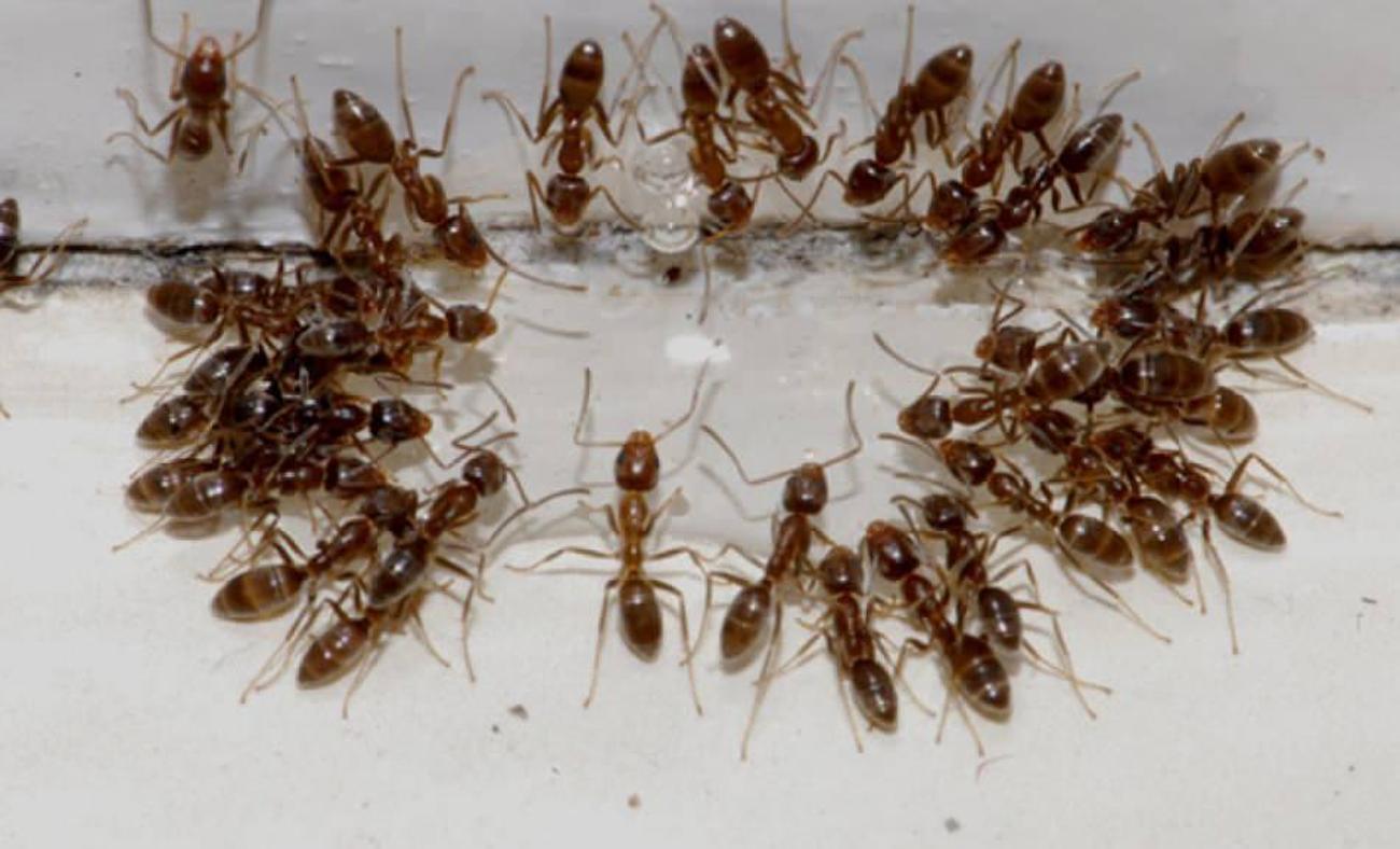 karanlık Alıntı Sağlıklı  Evdeki karıncalar nasıl yok edilir? Karıncalardan kurtulmak için en etkili  yöntem nedir - Pratik Bilgiler Haberleri