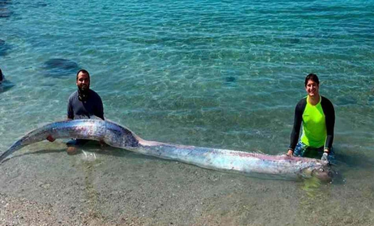 Kral Ringa balığı nedir? Japon Mitolojisinde geçen Kral Ringa balığı kaç metre boyundadır