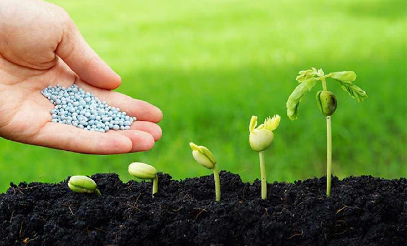 Tohum nedir ve tohum çimlenmesi nasıl gerçekleşir? Tohum yetiştirmenin püf noktaları