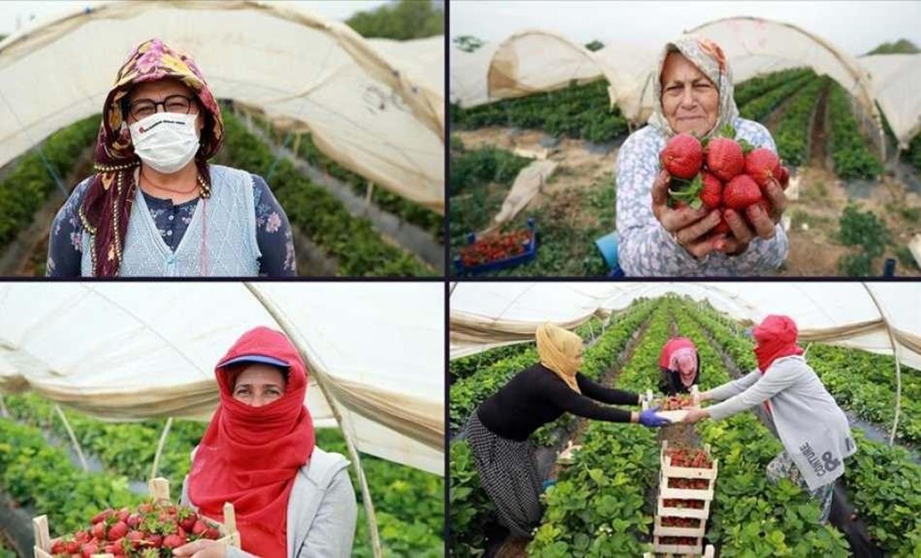 Çilek seralarında kadın işçilerin 'emek mücadelesi'