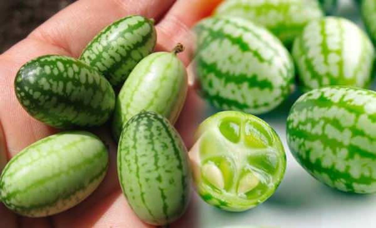 Meksika karpuzu (Cucamelon) nedir ve nasıl tüketilir? Cucamelon meyvesinin faydaları nelerdir?