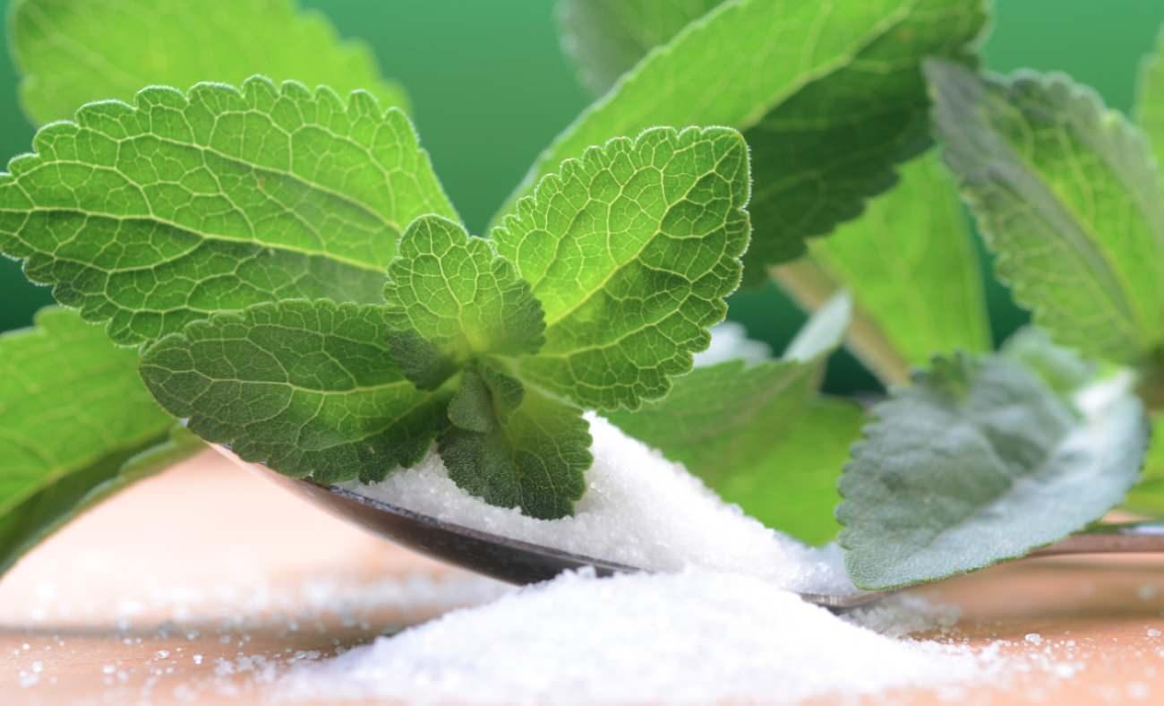 Stevia bitkisi ne işe yarar? Stevia bitkisinin faydaları nelerdir?