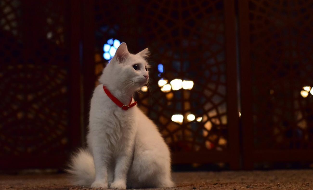 Ayasofya-i Kebir Cami-i Şerifi'nin ünlü kedisi Kılıç kayıplara karıştı!