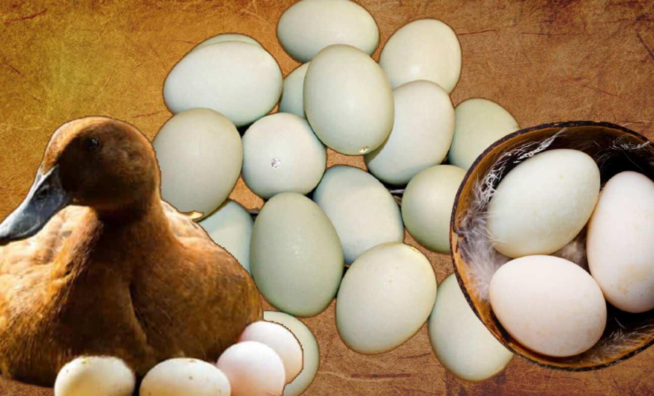 Ördek yumurtasının faydaları nelerdir? Haftada 3 defa ördek yumurtası tüketirseniz...