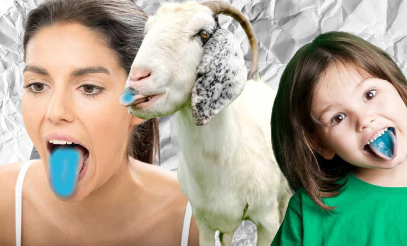 Mavi dil hastalığı nedir? Mavi dil hastalığı nasıl bulaşır? Mavi dil hastalığı belirtileri