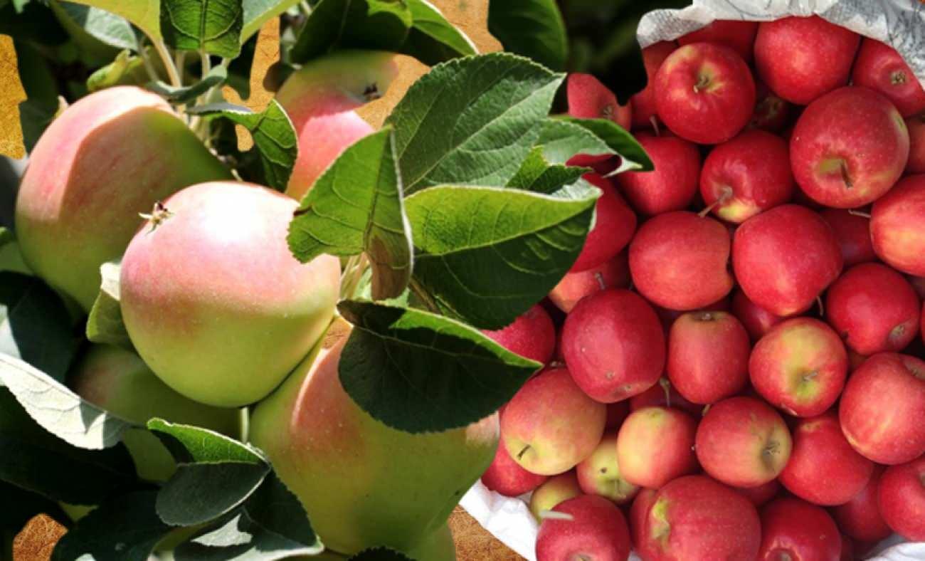 Hüryemez elması nedir? Hüryemez elmanın faydaları nelerdir?