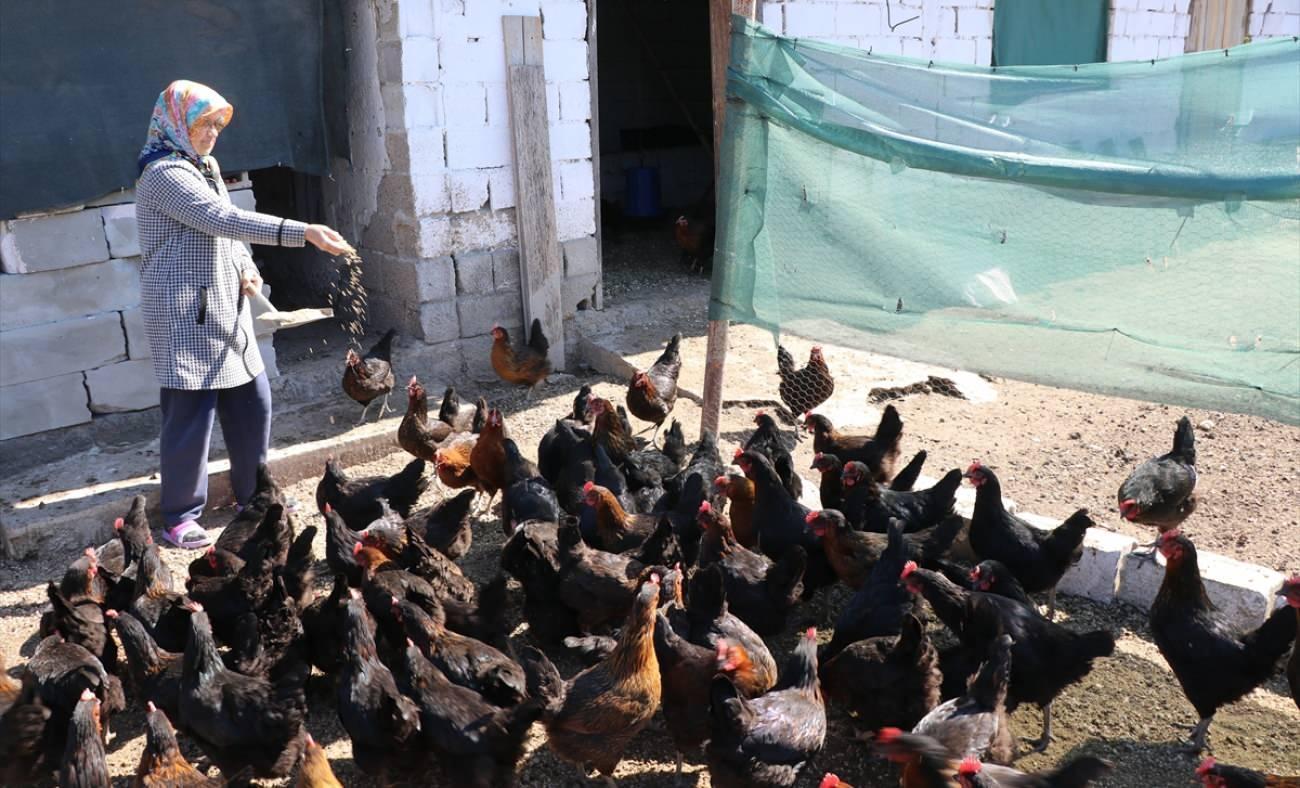 Gezen tavuk projesi köydeki kadınların hayatını değiştirdi
