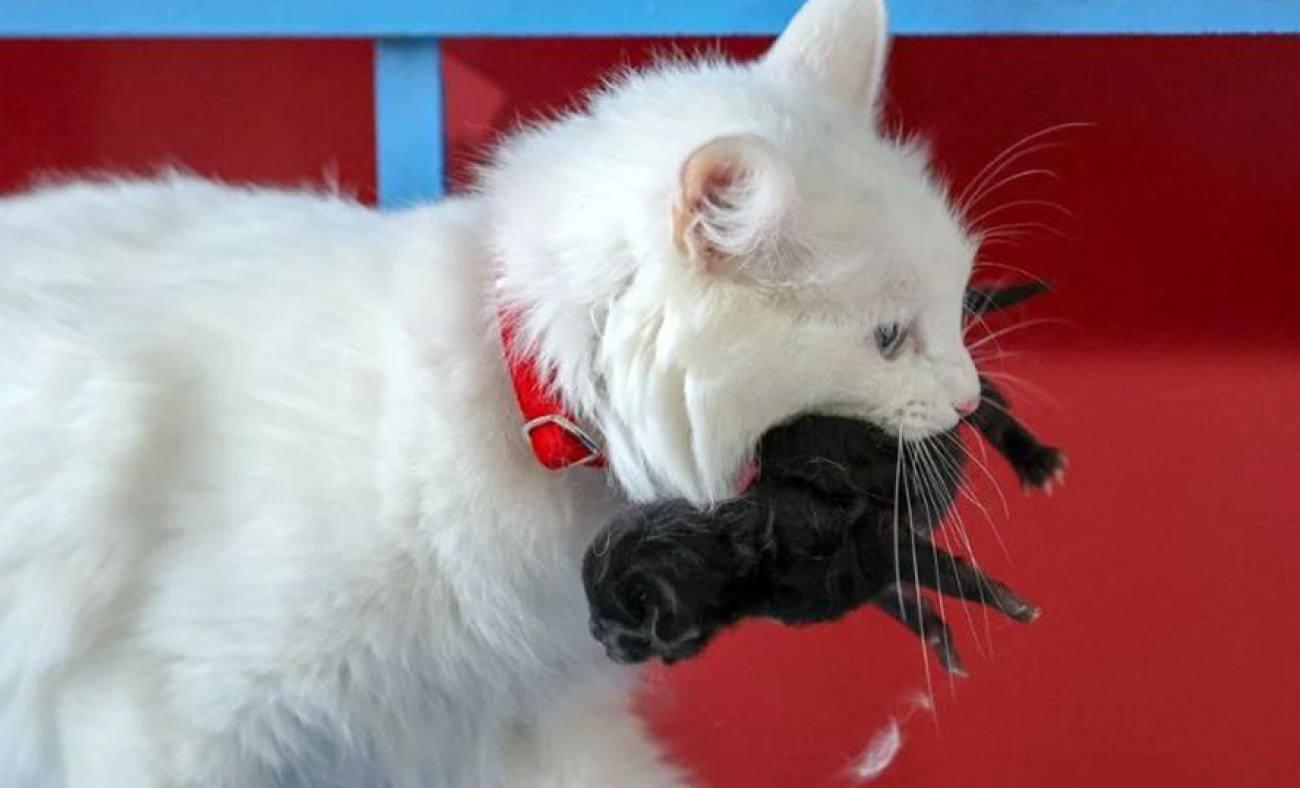 En güzel Van kedisi seçilen Mia'nın siyah yavrusu herkesi şaşırttı!