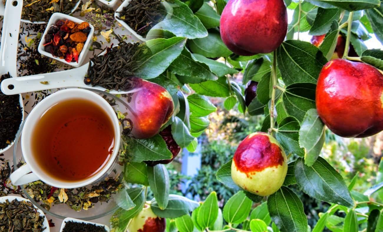 İbn-i Sina'nın önerdiği hünnap çayının faydaları nelerdir? Hünnap çayı neye iyi gelir?