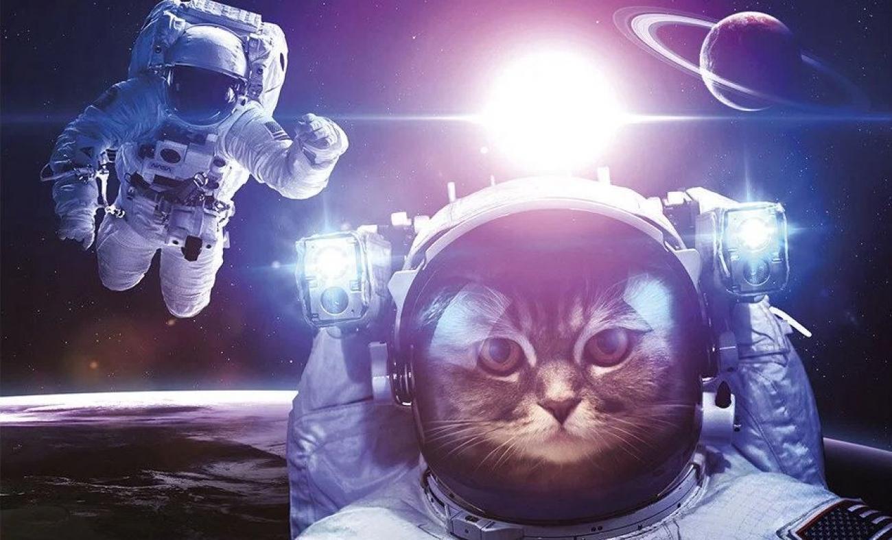 NASA derin uzaydan kedi videosu yolladı! 15 saniyelik video gündem oldu
