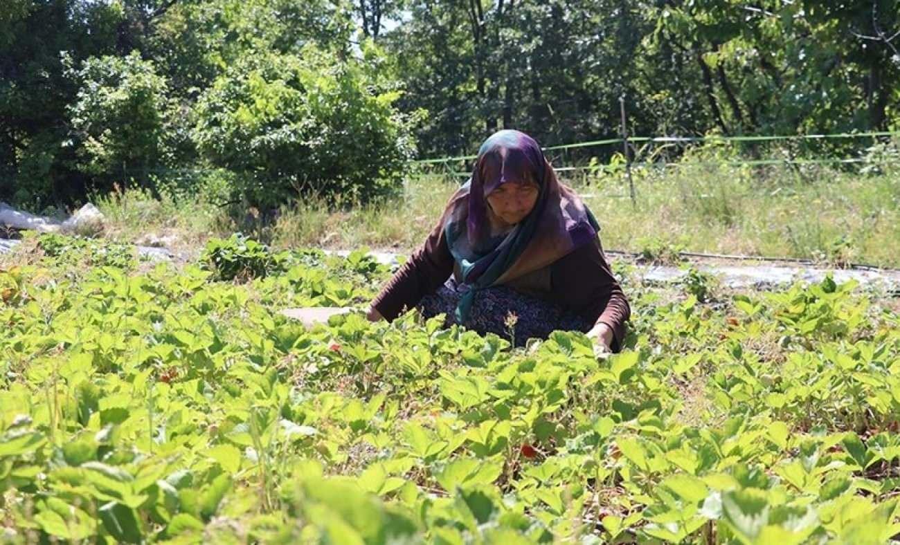 Eşini kaybeden Emine Muslu devlet desteğiyle çilek üretiyor!