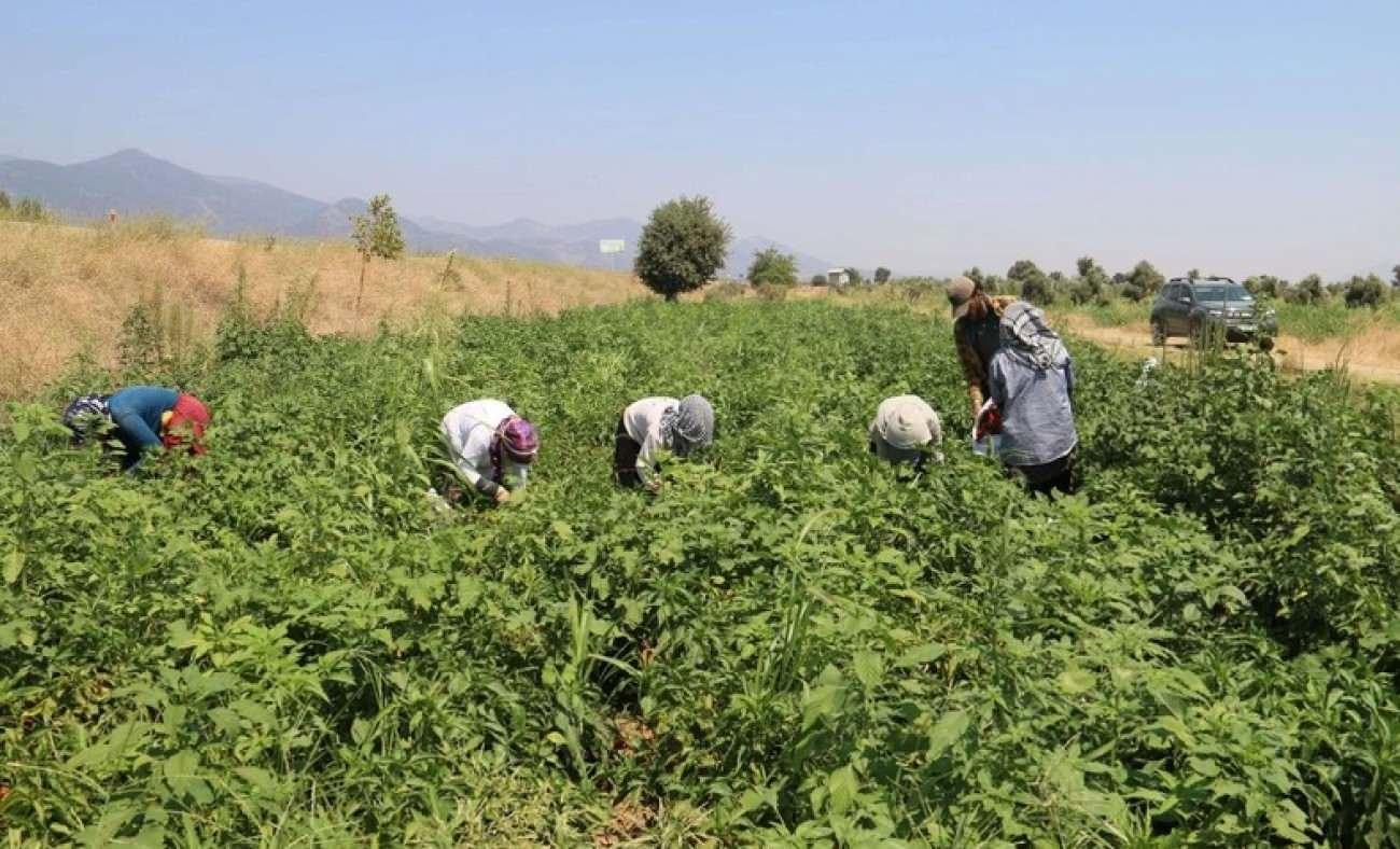 Hatay'da Tarım İşçilerinin Zorlu Mesaisi