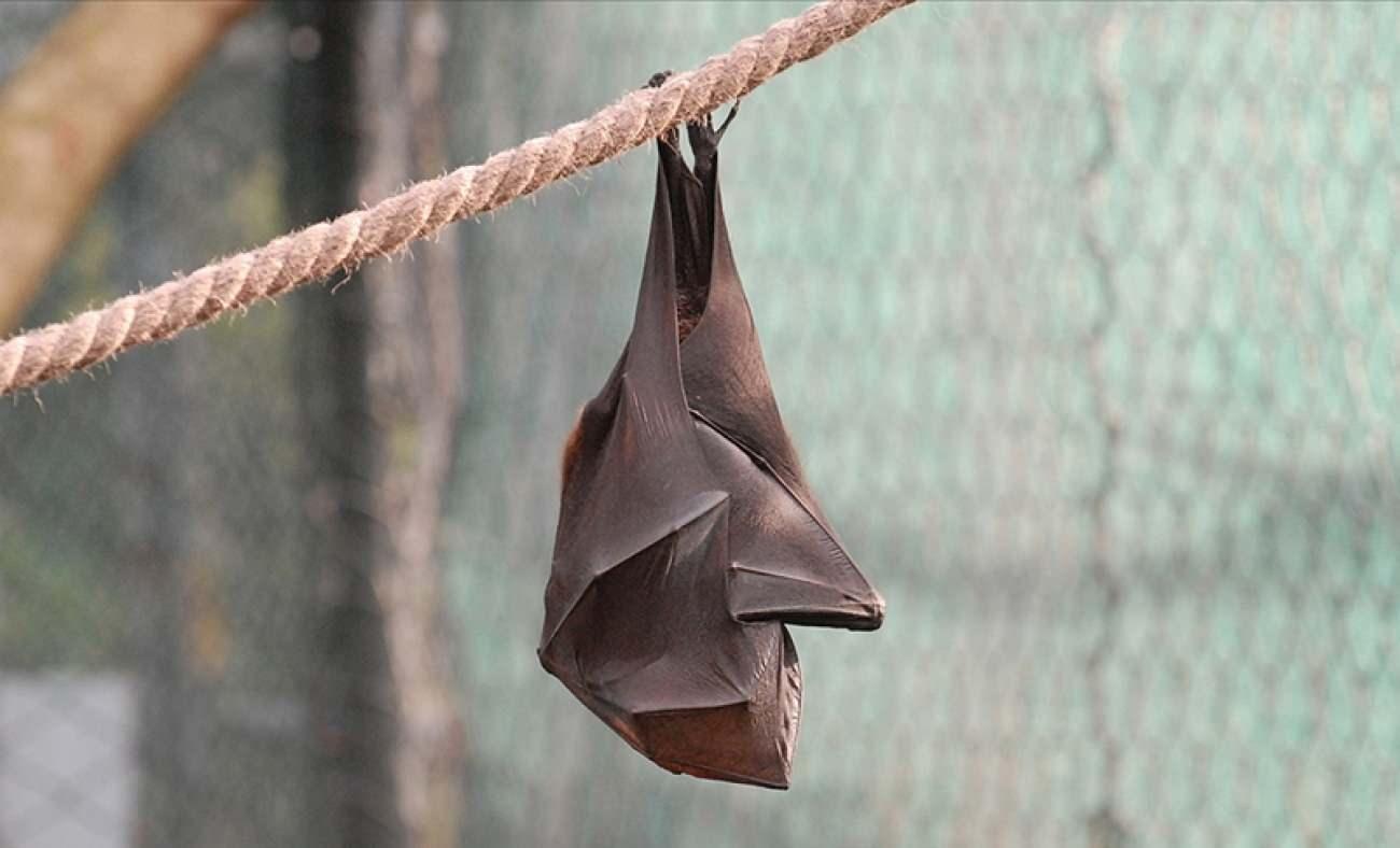 bebek olumlerinin artisi yarasalar ile iliskilendirildi 1725864567 8972