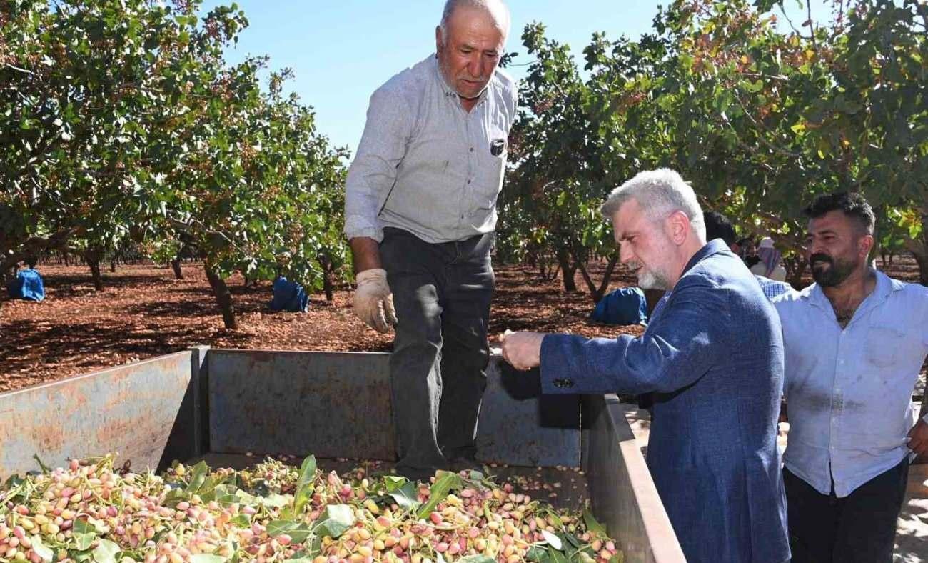 Kahramanmaraş Pazarcık fıstığının tescil süreci başladı!