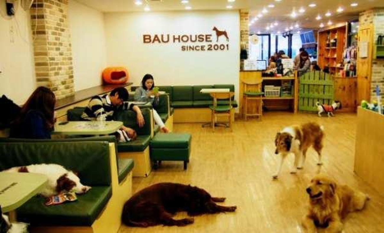 Mama parası için köpeklerini çalıştırmaya başladılar! Çin'de evcil hayvan kafeleri açıldı
