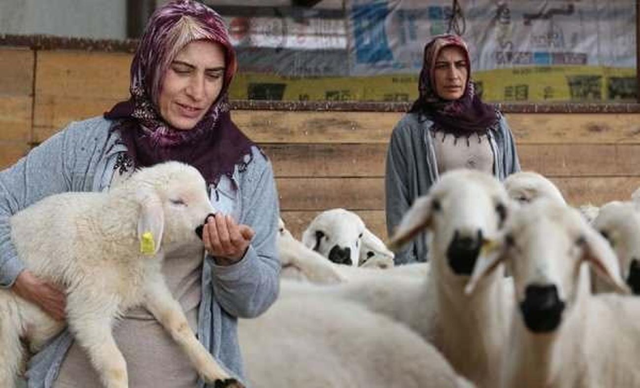 Devlet desteği ile 20 koyun almıştı: şimdi 400 koyunu var! 