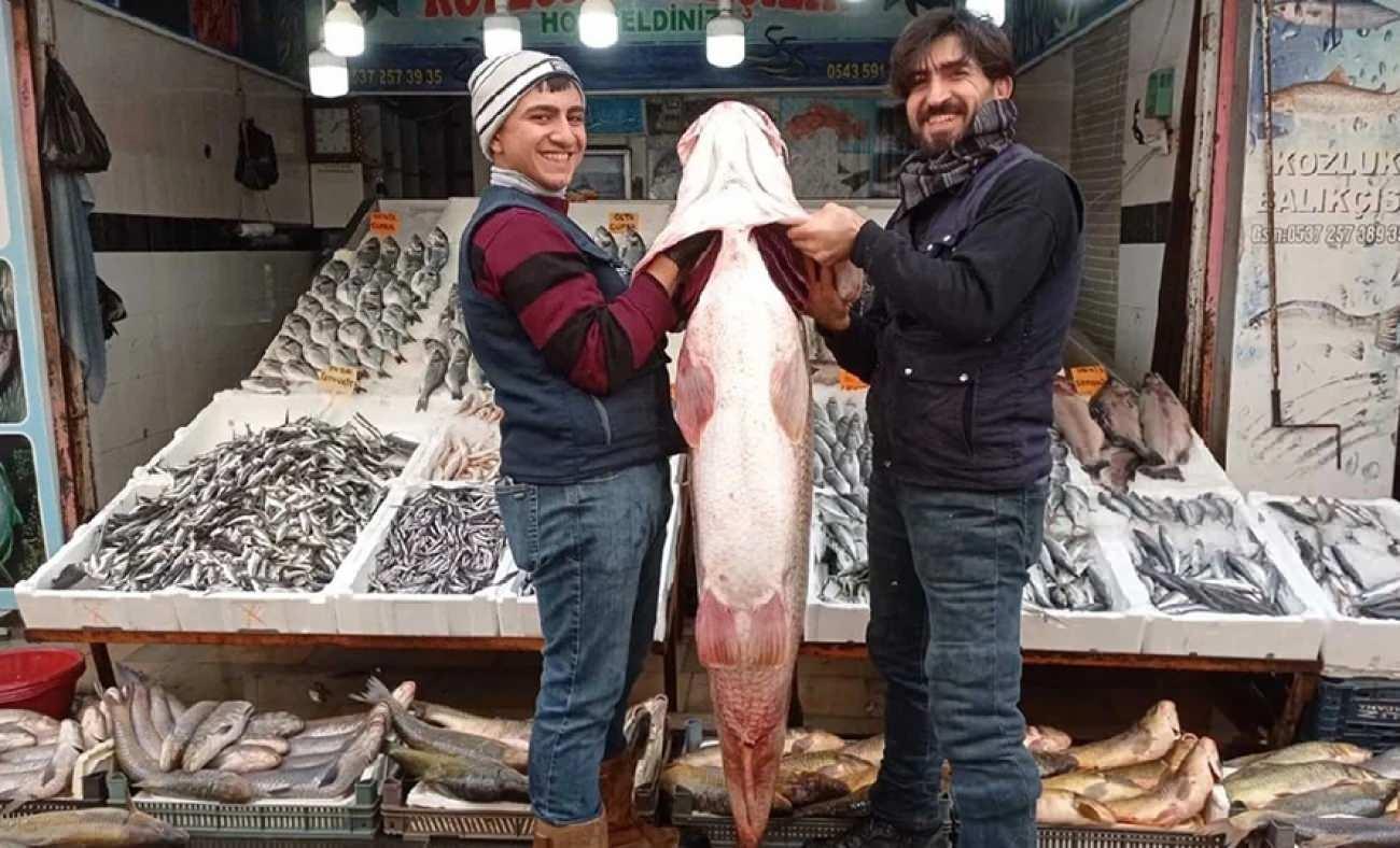Dev turna balığının kilosu cep yaktı: 1 metre 65 santim boyunda tam 120 kilo!