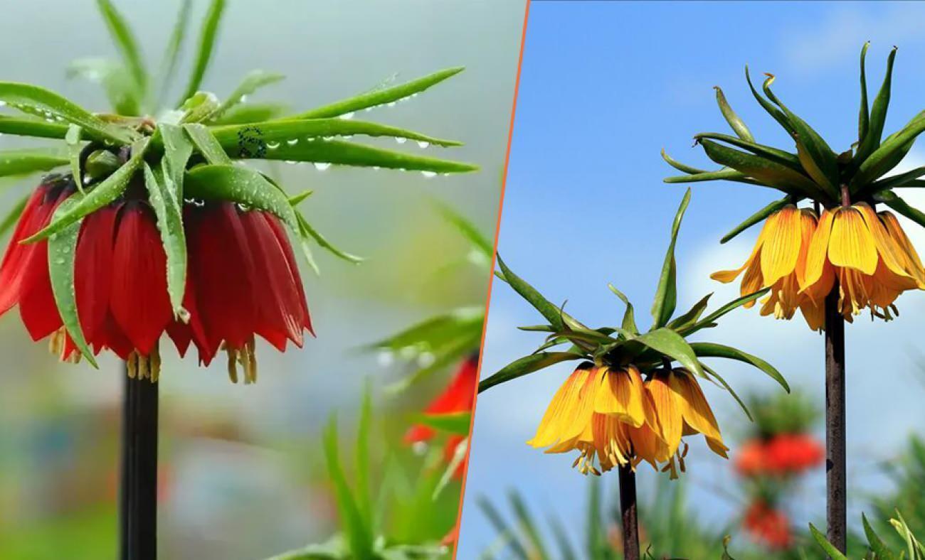 Bu &ccedil;i&ccedil;eği koparmanın cezası 577 bin lira! En &ccedil;ok T&uuml;rkiye'de yetişiyor