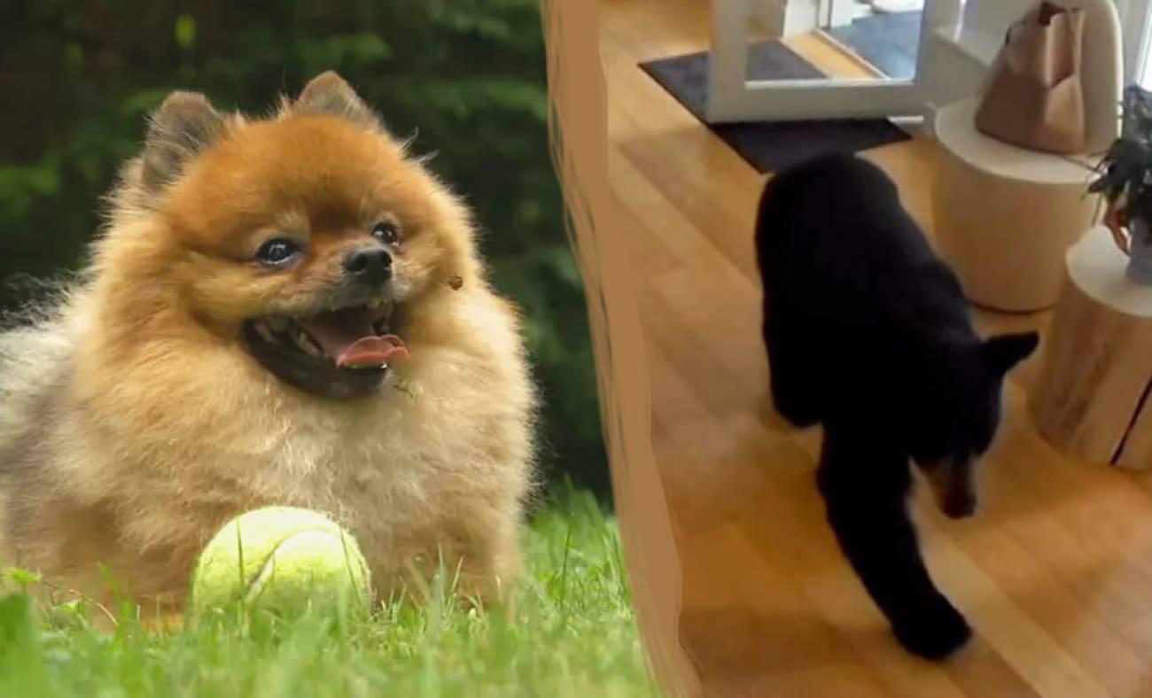 6 kiloluk minik köpeğin kahramanlık anı: Evine giren ayıyı böyle kovaladı!