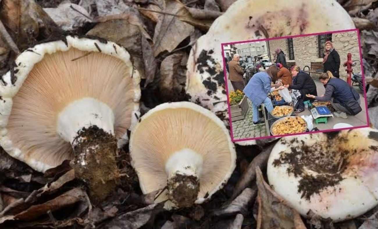 Herkes peşinde! Sadece 2 ay satılıyor: Kilosu 500 TL! Ebişke mantarının faydaları