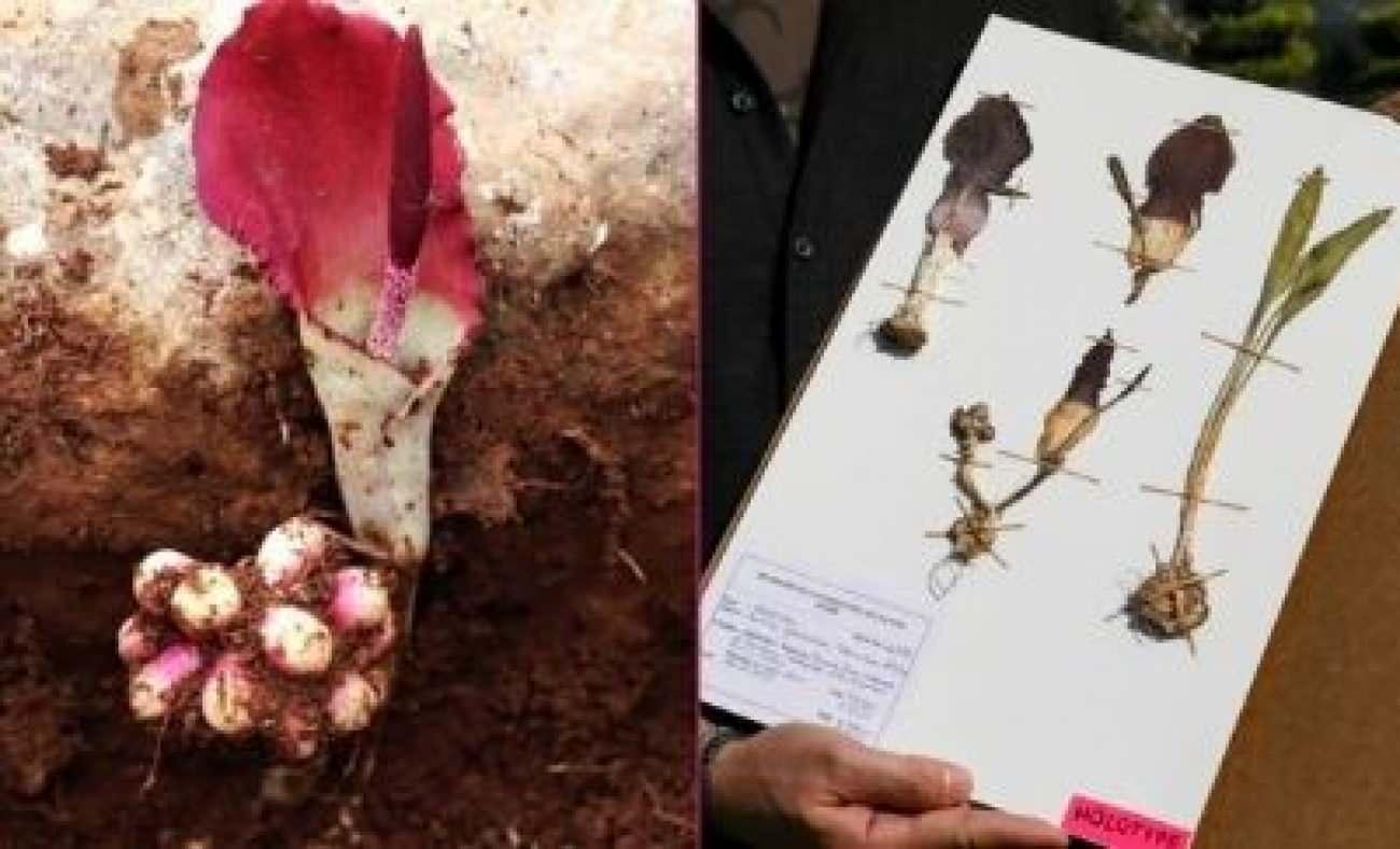 Yeni bitki t&uuml;r&uuml; keşfedildi: &ldquo;Karaman Yılan Pancarı&rdquo; literat&uuml;re girdi! Faydaları dikkat &ccedil;ekti