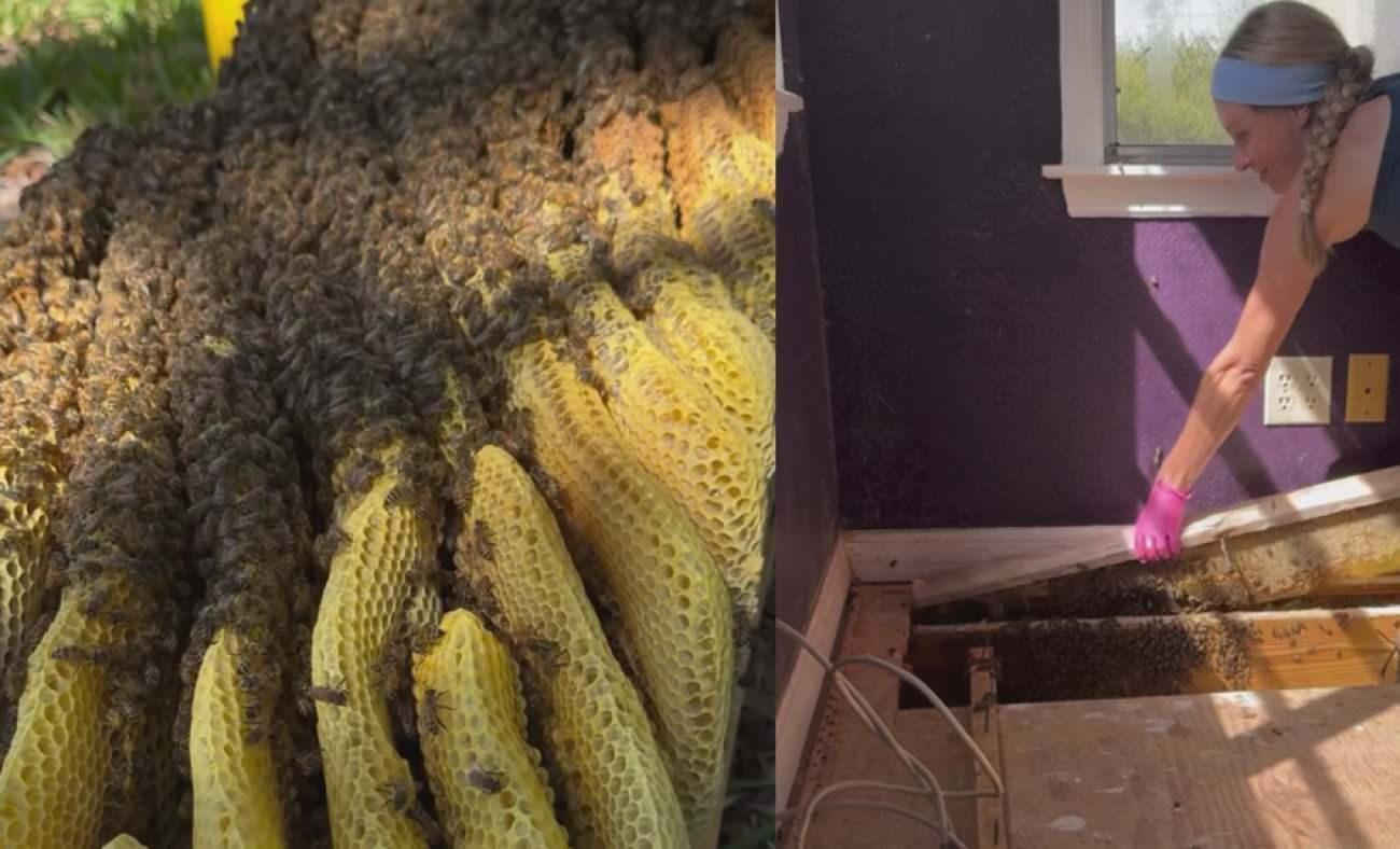 Evinin döşemesini kaldırınca şoke oldu: 80 bin arıyla aynı evde yaşamış!