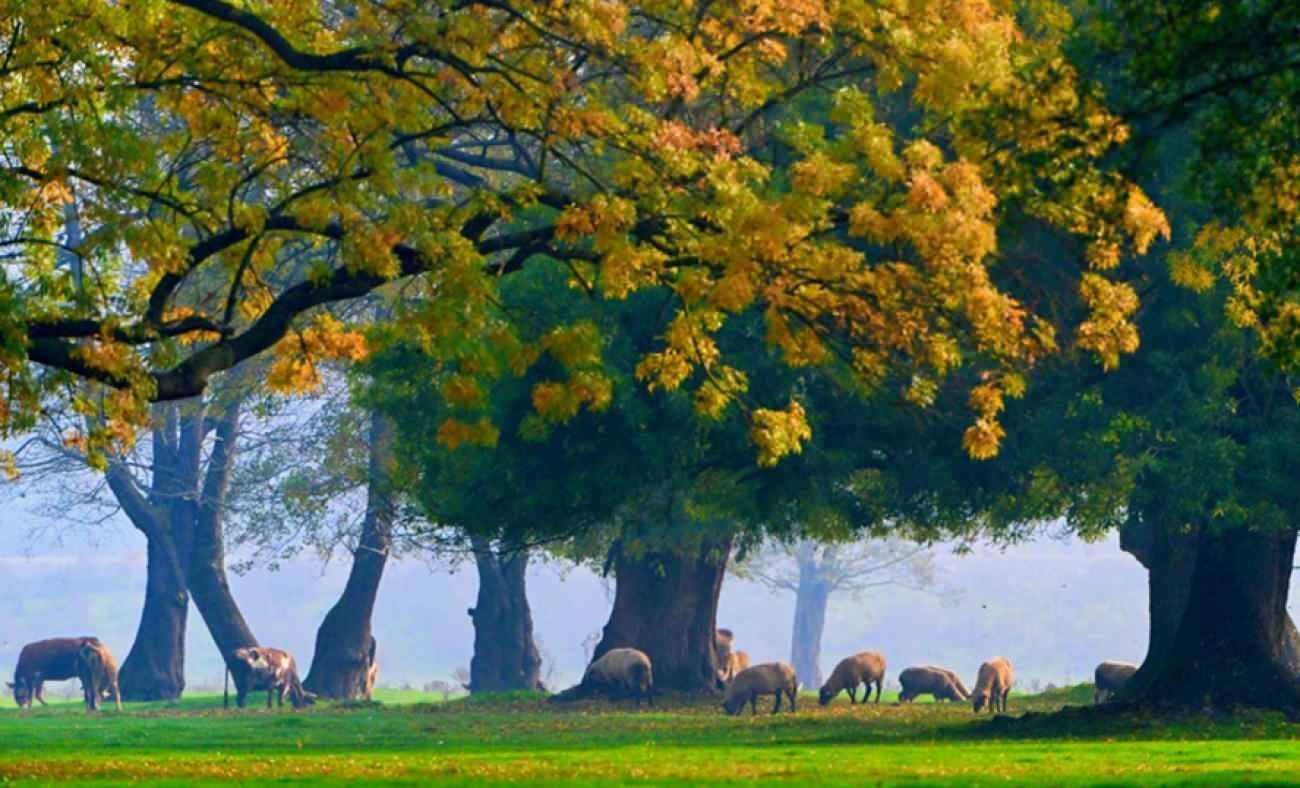Efteni Kuş Cenneti sisli sonbahar melodisine büründü!