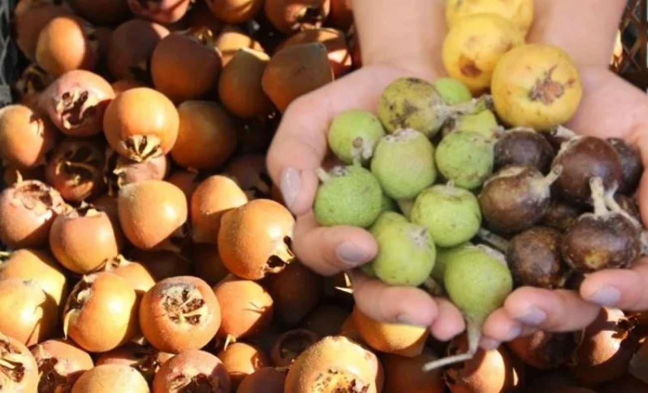 "Beşbıyık" tezgahlarda yerini aldı, kilosu 50 lira! Faydaları saymakla bitmiyor