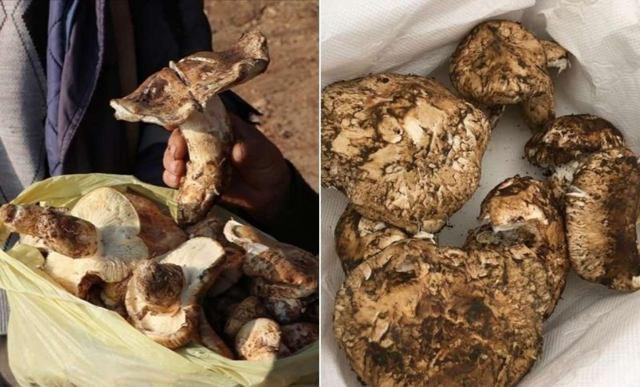 Japonya’nın şifa deposu sedir mantarı! Faydaları saymakla bitmiyor