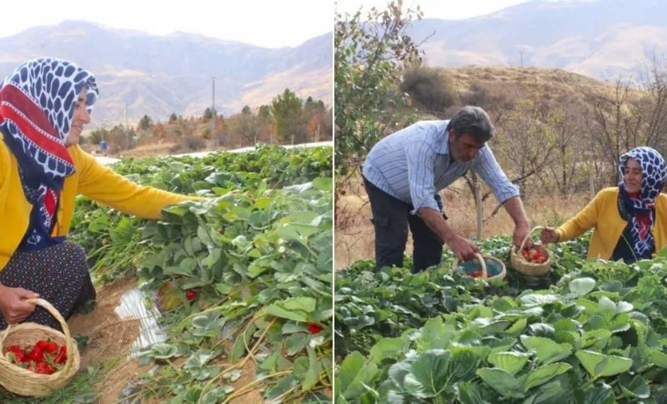 Malatyalı Rabia&rsquo;nın &ccedil;ilek mucizesi: Hobi olarak başladı, aile ge&ccedil;imini sağlıyor!
