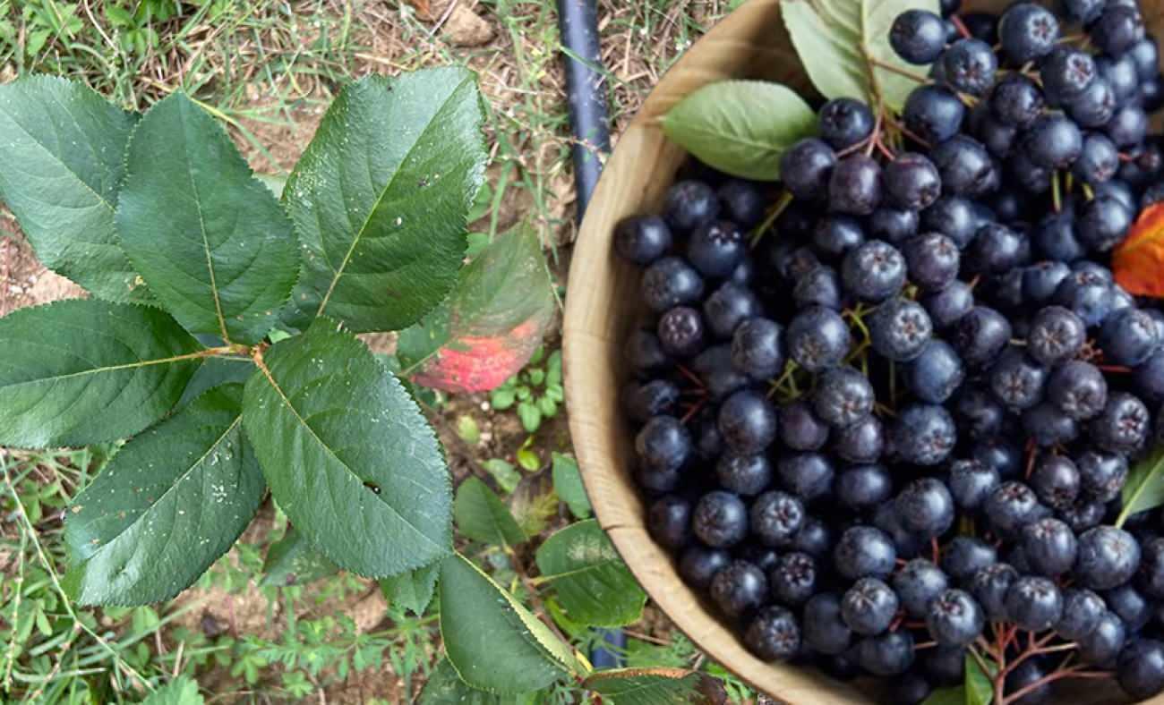 Kadının gücü toprakla buluştu: İstanbul'un stresini bırakıp Aronya mucizesini keşfetti