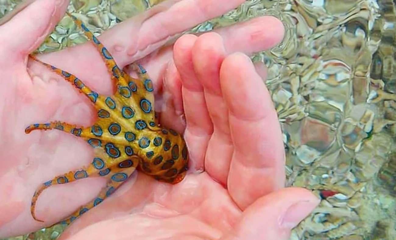 Siyan&uuml;rden bin kat daha g&uuml;&ccedil;l&uuml;! D&uuml;nyanın en zehirli hayvanını fark etmeden avucunun i&ccedil;ine aldı