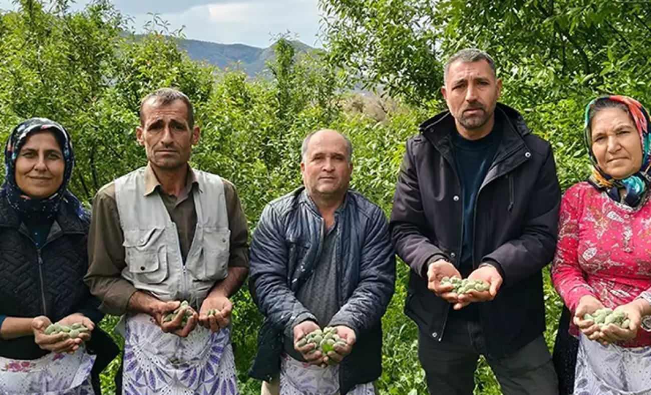 Kalbi koruyor, safra taşını &ouml;nl&uuml;yor, antioksidan deposu: Hasadı erken başladı kilosu 150 TL!