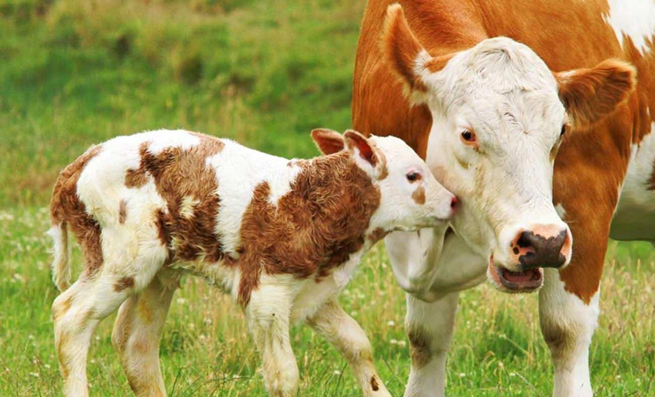 Buzağının merhameti herkesi duygulandırdı: Bağlı olan annesine yemek taşıdı!