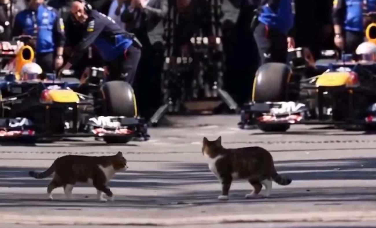 İstanbul'da Formula 1 aracına selam veren misafirperver kedi d&uuml;nyada viral oldu!