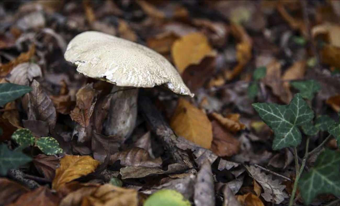 Mantar toplarken bulduğu cisim patlamamış top mermisi &ccedil;ıktı!
