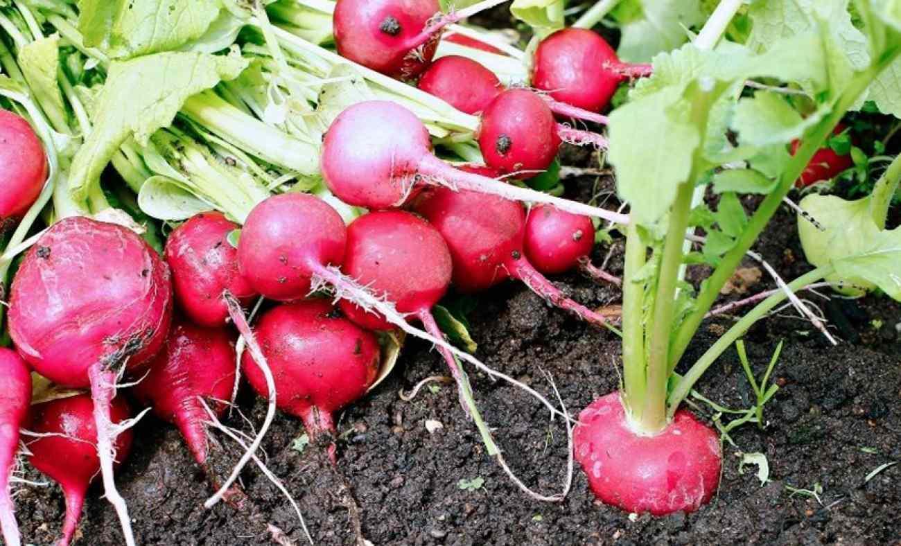 Pazar tezgahlarının g&ouml;zde sebzesi: Balla t&uuml;ketince &ouml;ks&uuml;r&uuml;ğ&uuml; k&ouml;kten bitiriyor!