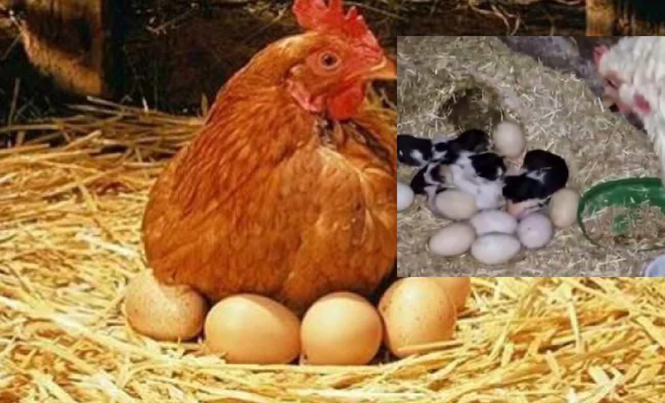 Yumurta sanıp kanatlarının altına aldı!