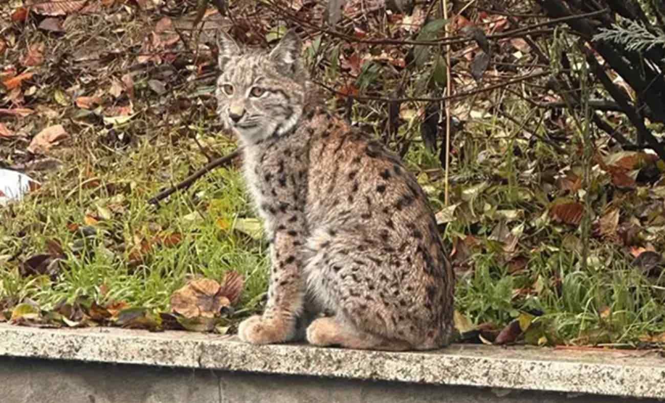 Kedi sanmıştı nesli t&uuml;kenmekte olan vaşak &ccedil;ıktı!