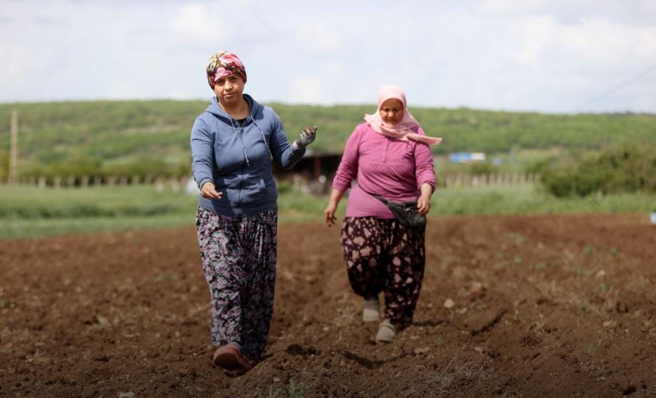 Tarladan &uuml;retime destek: Kırklareli'de kadınlar sabahın ilk ışıklarıyla tarlada!