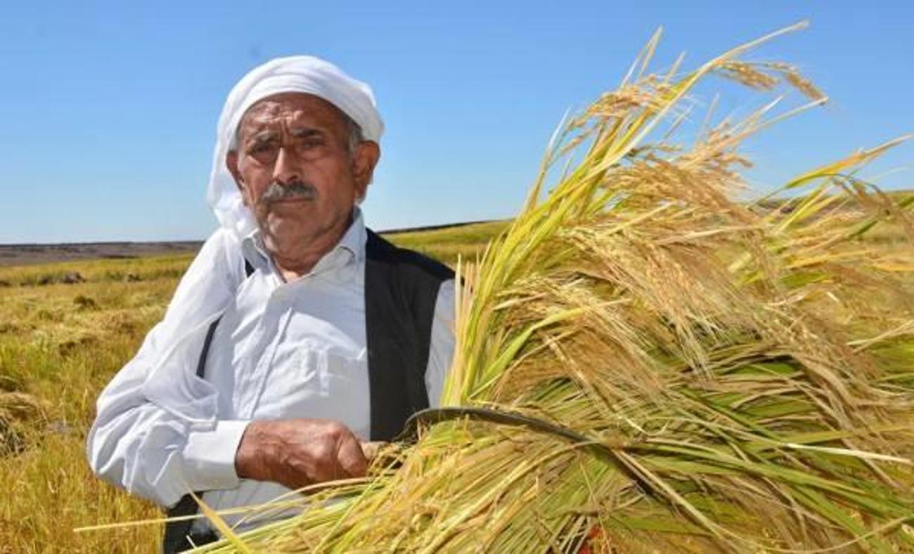 T&uuml;rkiye'nin en değerli pirinci: 7 yılda bir ekiliyor kilosu 350 liraya kadar &ccedil;ıkıyor