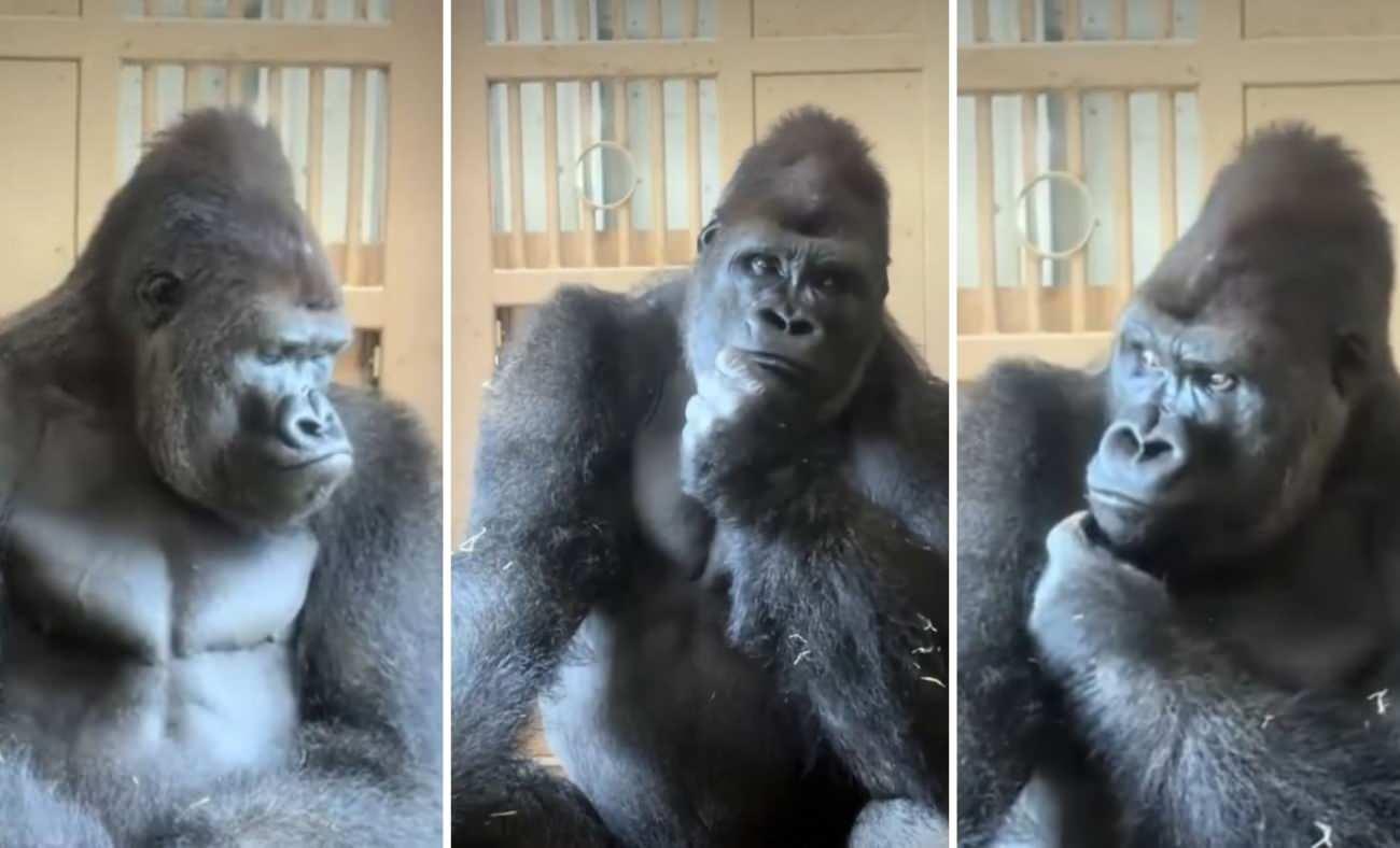 Eşiyle tartışan goril Kiyomasan'ın d&uuml;ş&uuml;nceleri anları viral oldu!