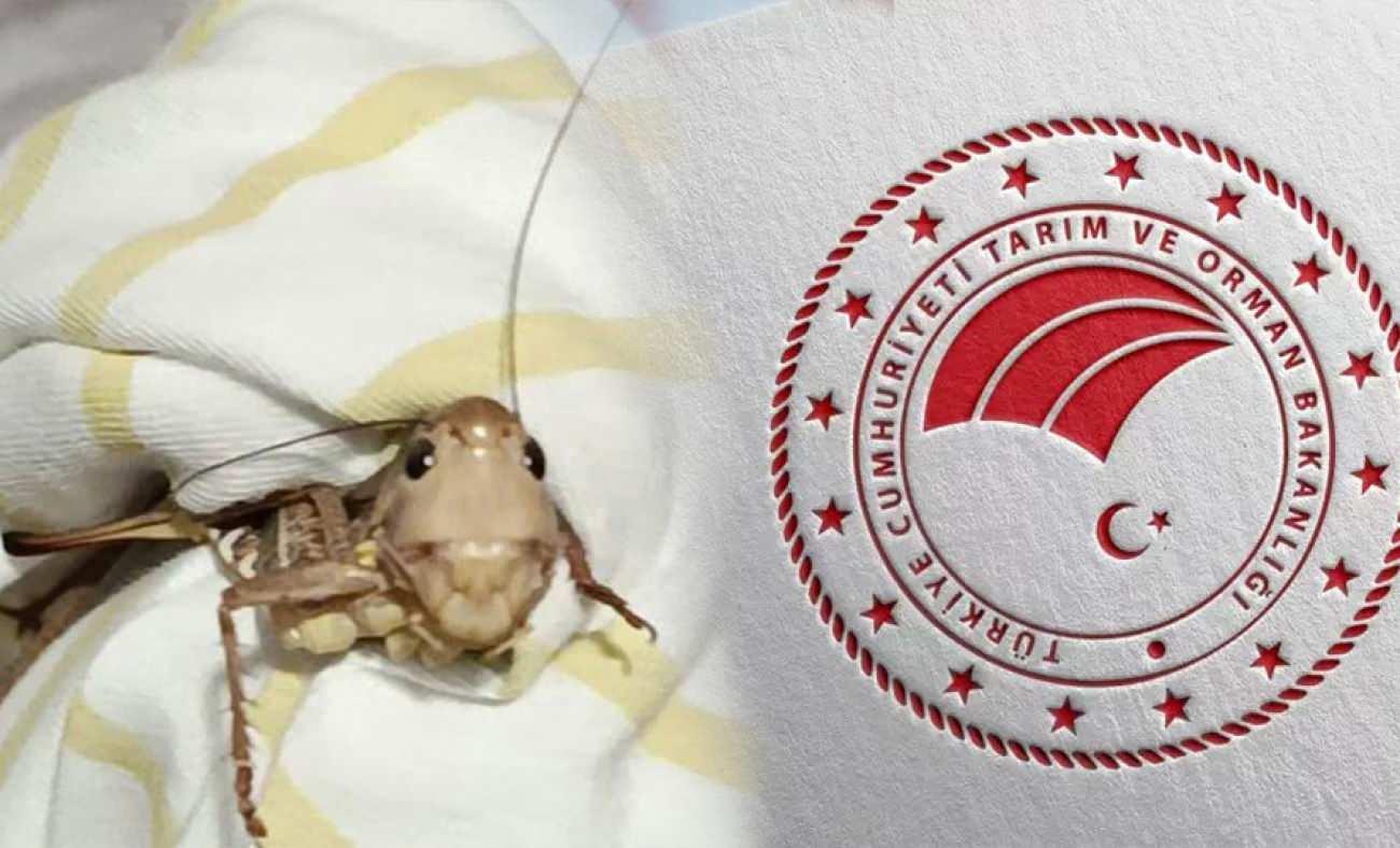 Bakanlık devreye girdi: 'Zararlı &ccedil;ekirge istilası' iddialarına yanıt