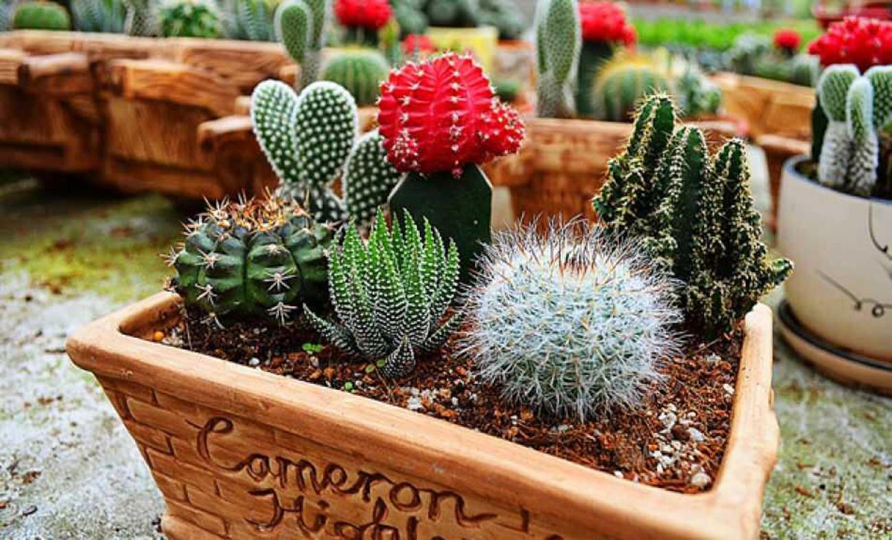 Kaktus 412х892. Применение кактусов. Кактусовые суккуленты. Кактус (🌵 кактусы). Кактус опунция микс.