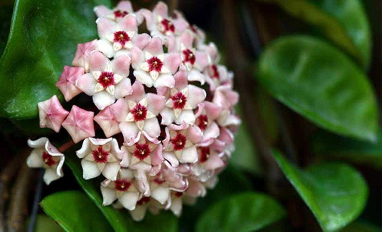 Hoya Carnosa Marlea