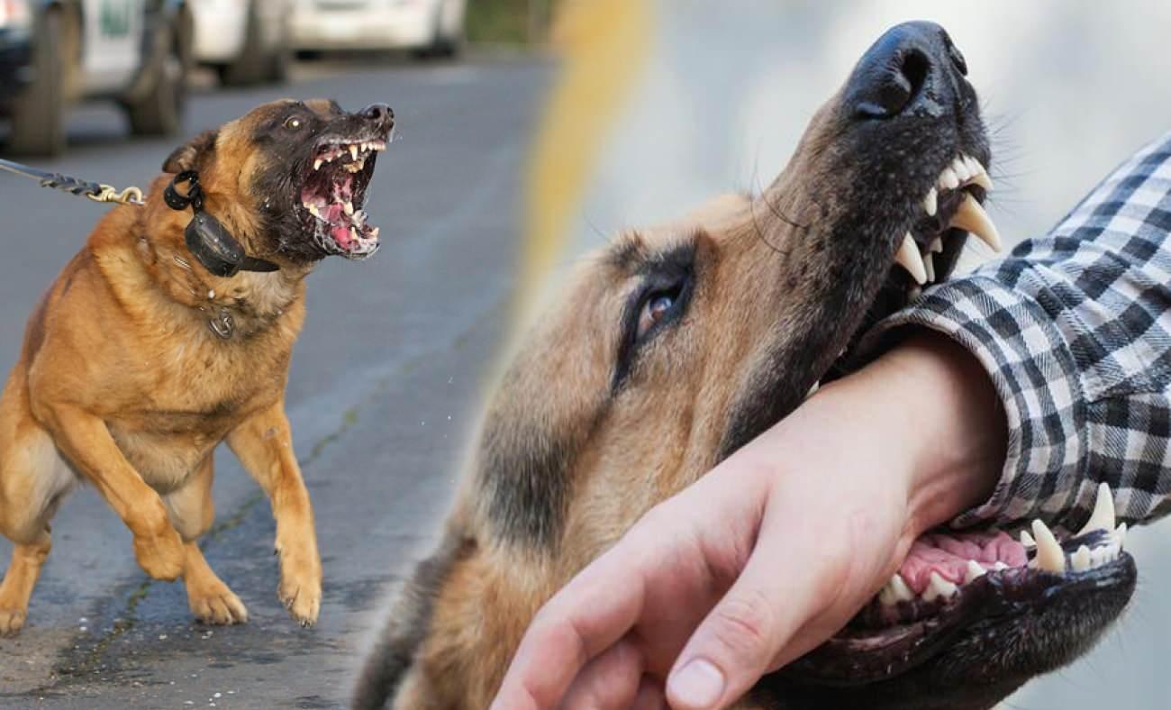 Rüyada köpek ısırması ne demek?Rüyada havlayan köpek görmek ne demek